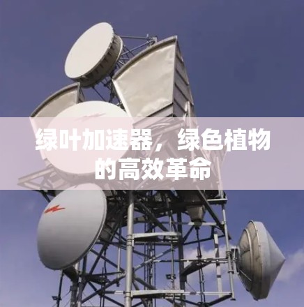 绿叶加速器，绿色植物的高效革命